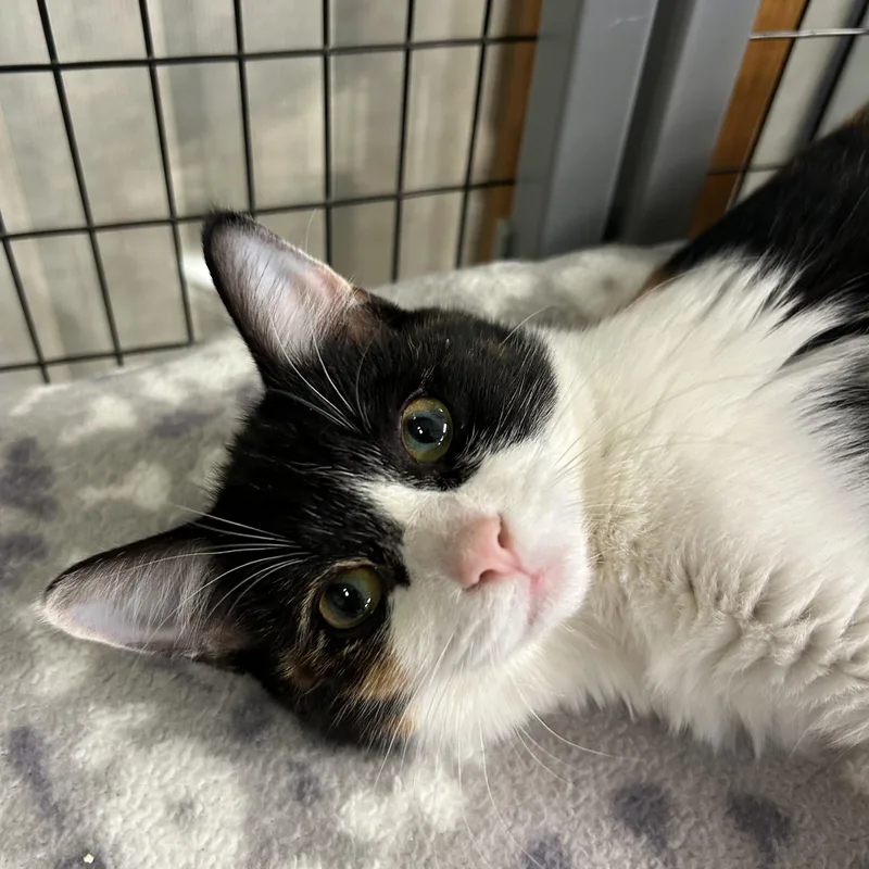 A young medium-sized female Domestic Short Hair cat named Cornucopia for adoption in Saint Clair, MI