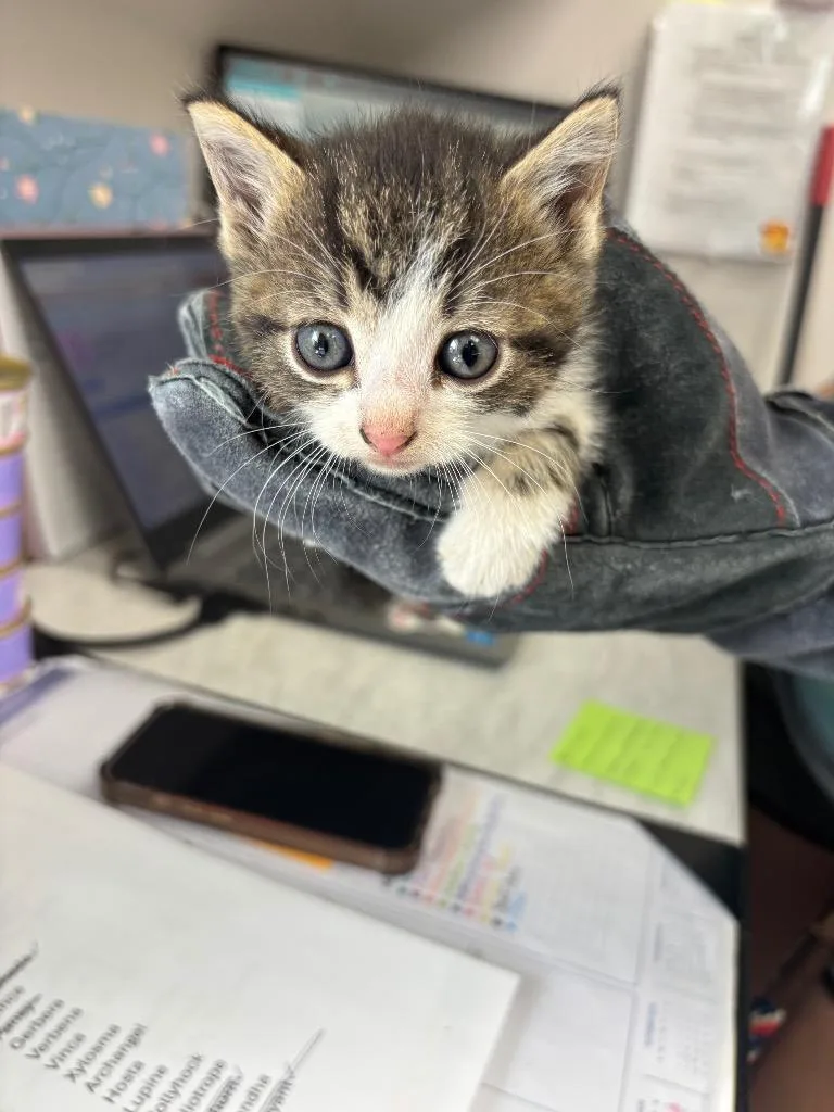 A baby medium-sized female American Shorthair cat named Phlox for adoption in Van Wert, OH