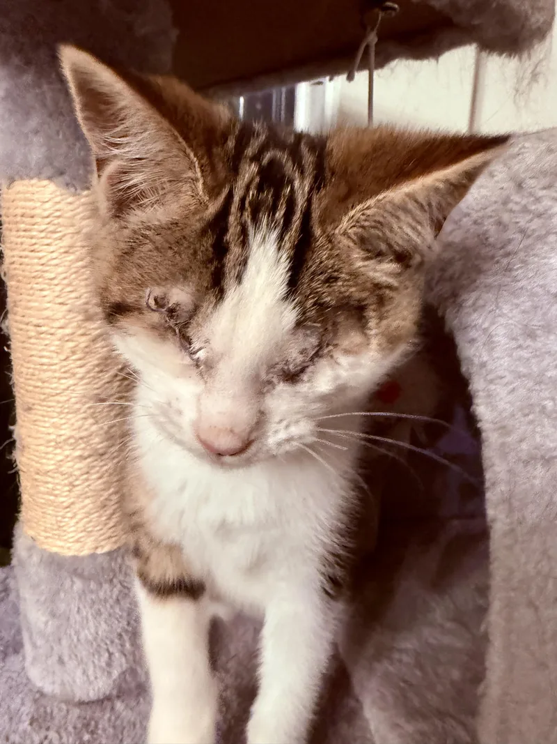 A baby medium-sized female Brown / Chocolate Domestic Short Hair cat named Birdie for adoption in Richmond, MO