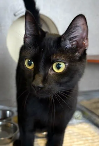 An adult medium-sized male Domestic Short Hair cat named Jim for adoption in Washington, DC
