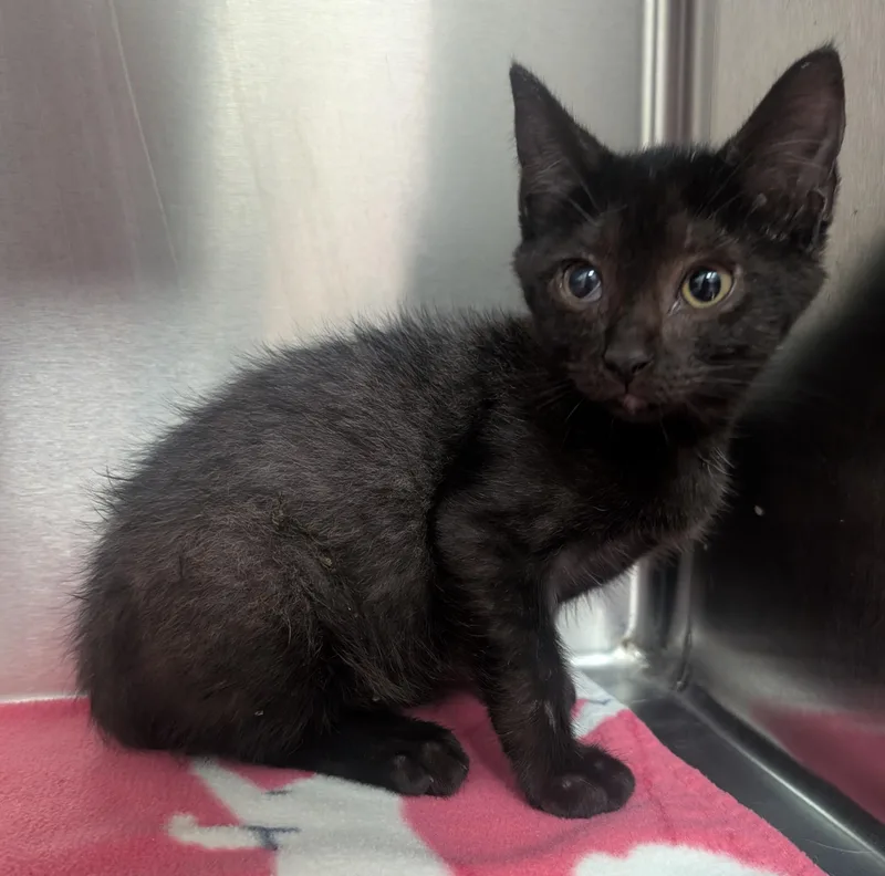 A young small-sized male Black Domestic Short Hair cat named Bart for adoption in New Ulm, MN