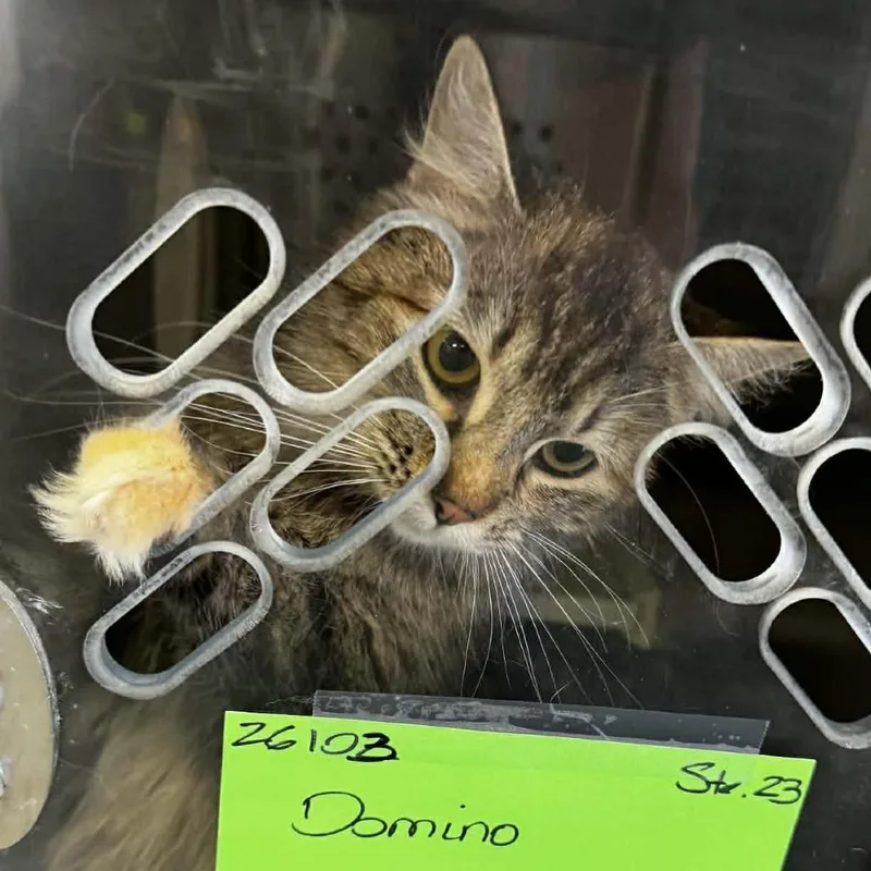 An adult small-sized female Brown / Chocolate Domestic Medium Hair cat named Domino for adoption in Washington, DC