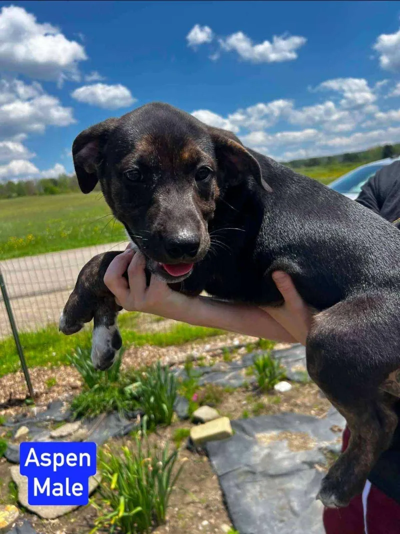 A baby medium-sized male Beagle dog named Aspen for adoption in Salamanca, NY