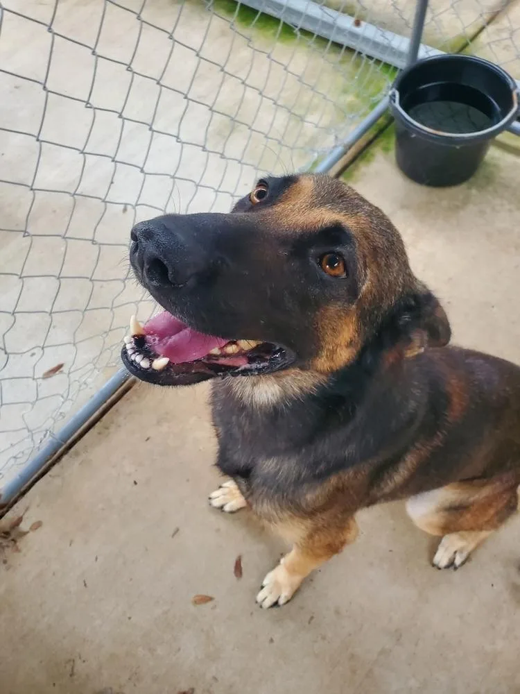 An adult large-sized male Tricolor (Brown, Black, & White) German Shepherd Dog dog named Amos for adoption in Harlingen, TX