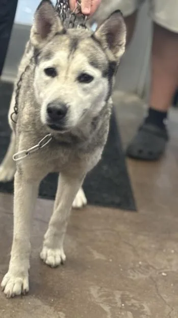 An adult large-sized female Mixed Breed dog named Maya for adoption in Dallas, TX