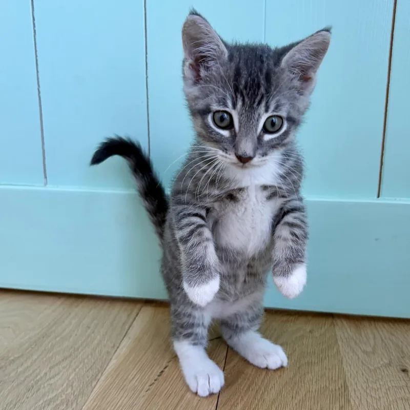 A baby small-sized male Gray / Blue / Silver Domestic Short Hair cat named Stormy for adoption in Los Angeles, CA