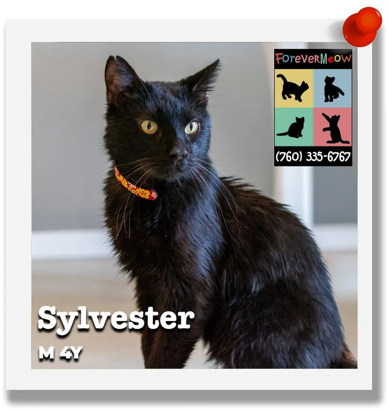 An adult medium-sized male Black Domestic Short Hair cat named Sylvester for adoption in Palm Desert, CA