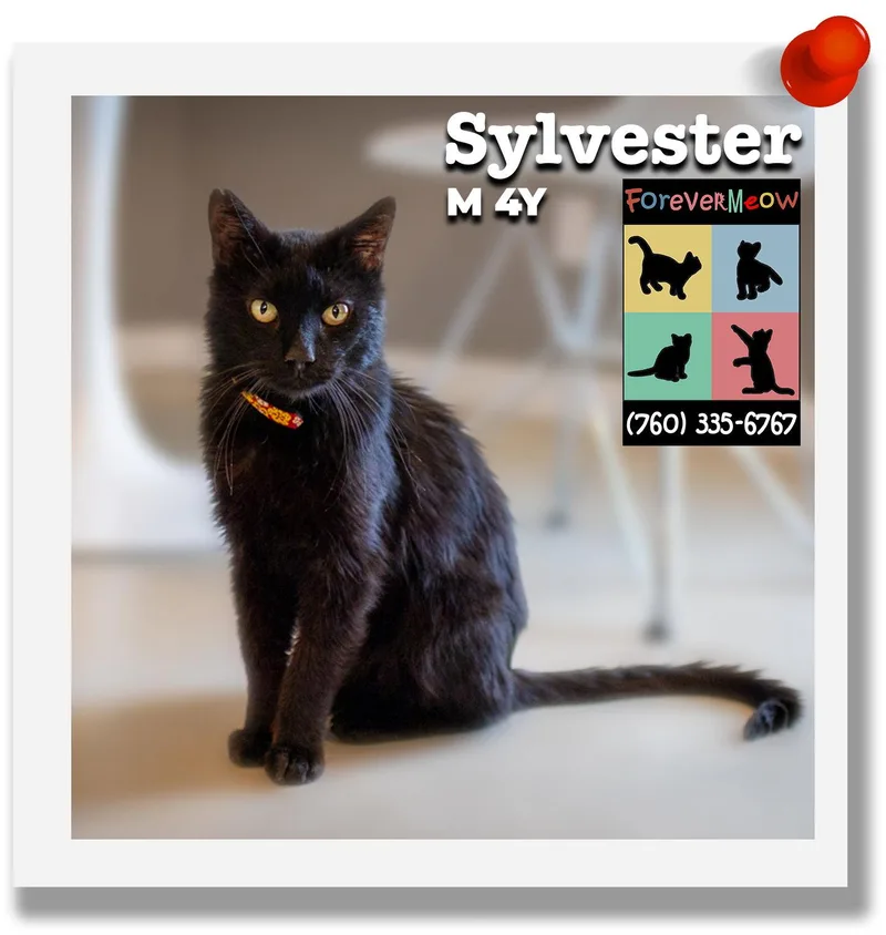 Sylvester thumbnail 2