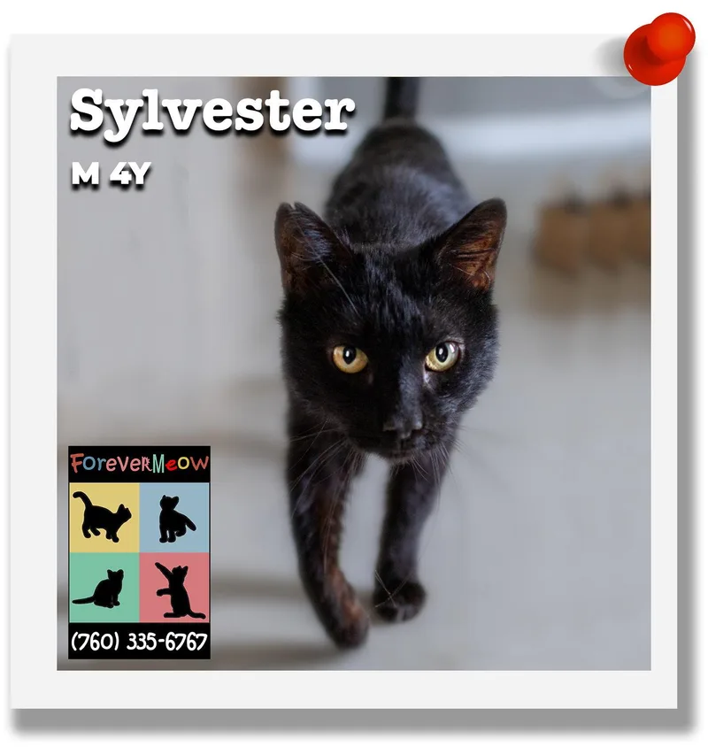 Sylvester thumbnail 3