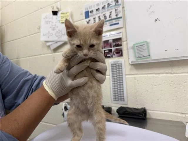 A baby small-sized male Domestic Short Hair cat named Arun for adoption in Santa Fe, NM