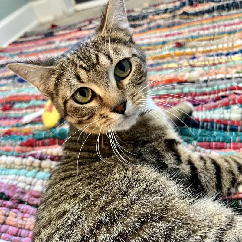 A young medium-sized female Brown / Chocolate Domestic Short Hair cat named Iris for adoption in Gibsonia, PA