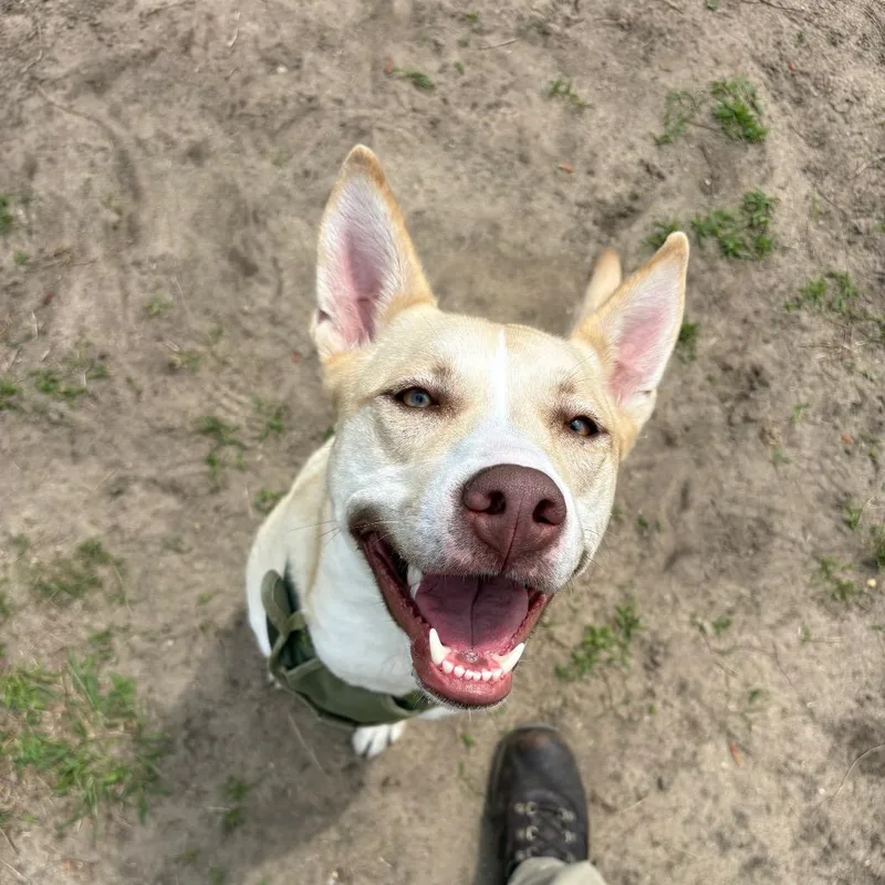 An adult medium-sized female Yellow / Tan / Blond / Fawn Mixed Breed dog named Harley for adoption in Newark, NJ