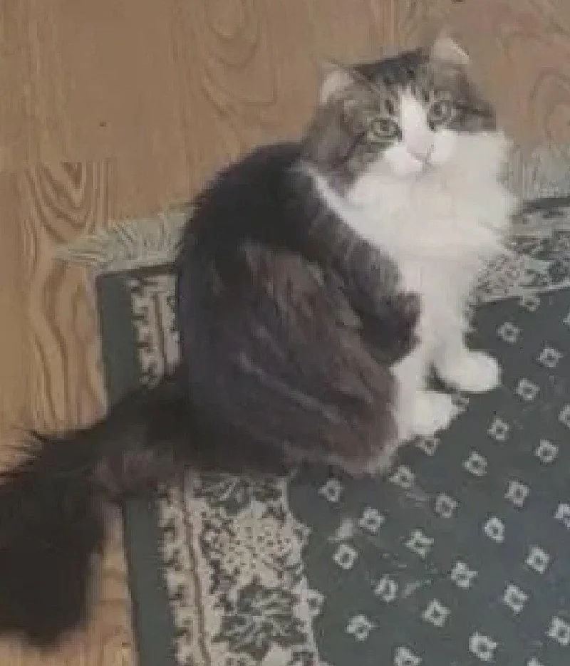 An adult medium-sized male Maine Coon cat named Beef for adoption in Absecon, NJ