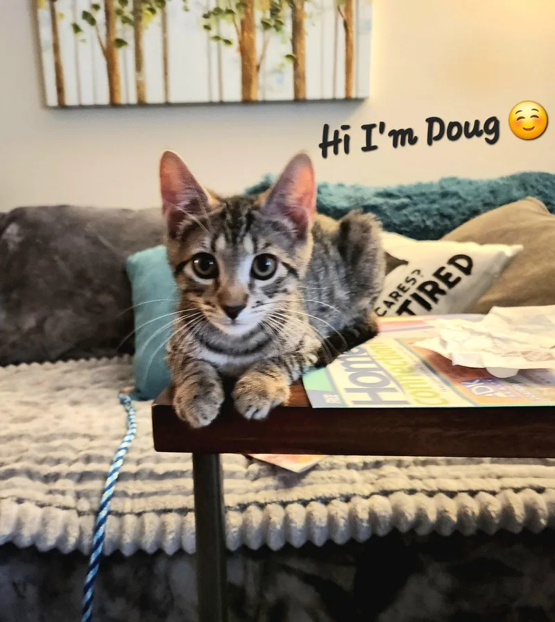 A baby medium-sized male Gray / Blue / Silver Domestic Short Hair cat named Doug for adoption in Trenton, NJ