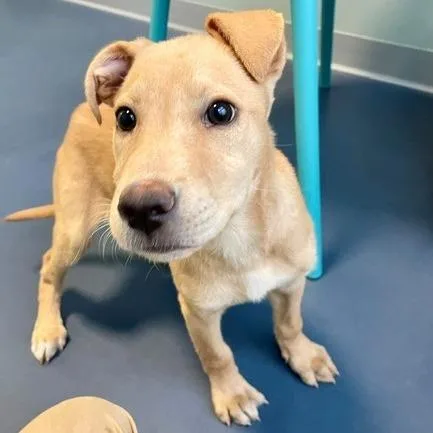 A baby small-sized female Golden Labrador Retriever dog named Sunny for adoption in Greensboro, NC