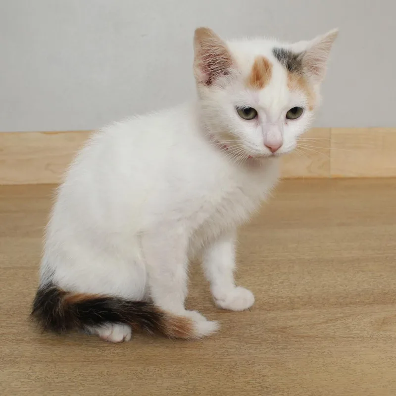 A baby small-sized female White Domestic Short Hair cat named Carla C for adoption in Minnetonka, MN