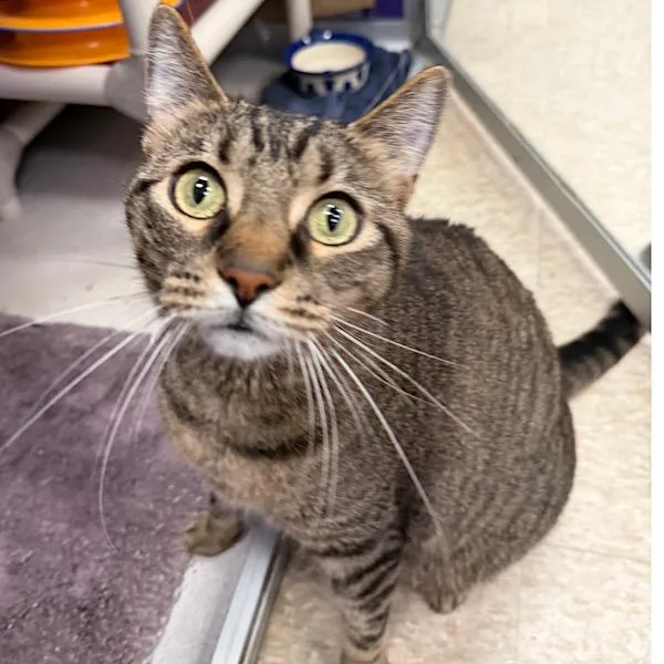 An adult medium-sized male Domestic Short Hair cat named Kaiser for adoption in Des Moines, IA