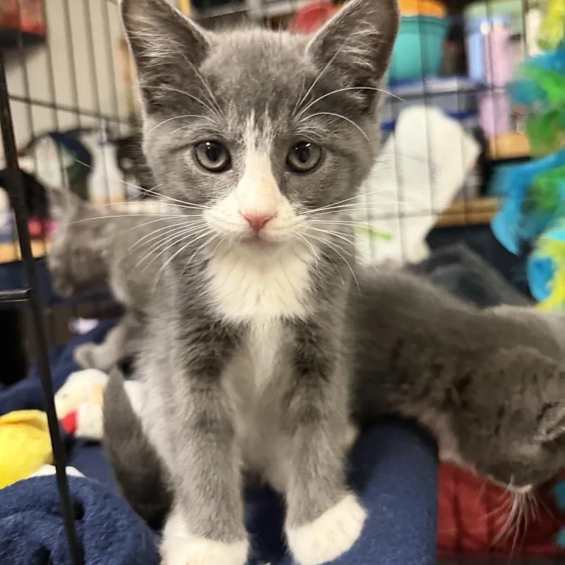 A baby small-sized female Gray / Blue / Silver Domestic Short Hair cat named Andromeda for adoption in Wichita, KS
