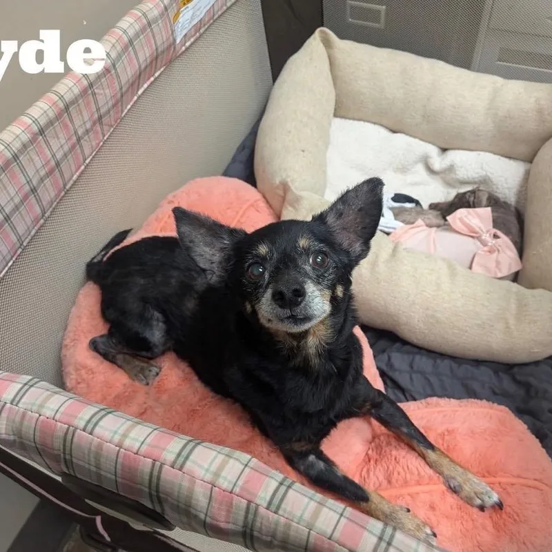 Hyde thumbnail 5