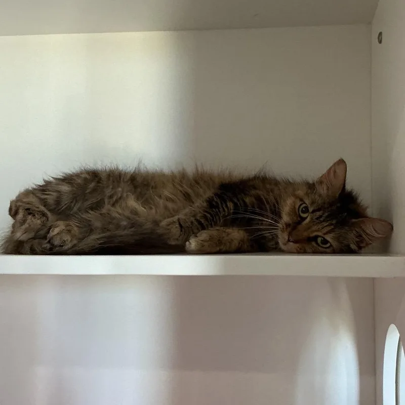 An adult small-sized female Buff / Tan / Fawn Domestic Medium Hair cat named Lynx for adoption in Elizabeth City, NC