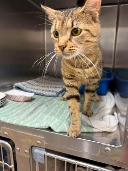 An adult small-sized female Domestic Short Hair cat named Margarita for adoption in Annapolis, MD