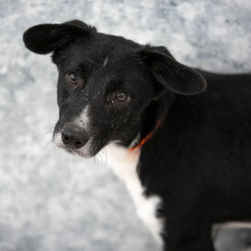 An adult medium-sized male Black Border Collie dog named Ace for adoption in Peyton, CO
