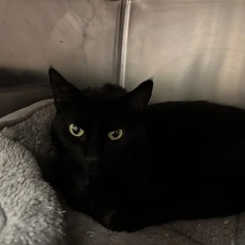 An adult medium-sized female Black Domestic Short Hair cat named Katie for adoption in Braintree, MA
