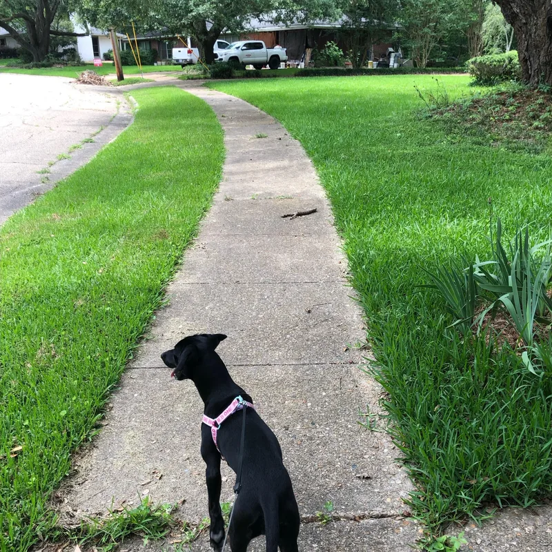 A young medium-sized female Black Labrador Retriever dog named Nicole for adoption in Ruston, LA