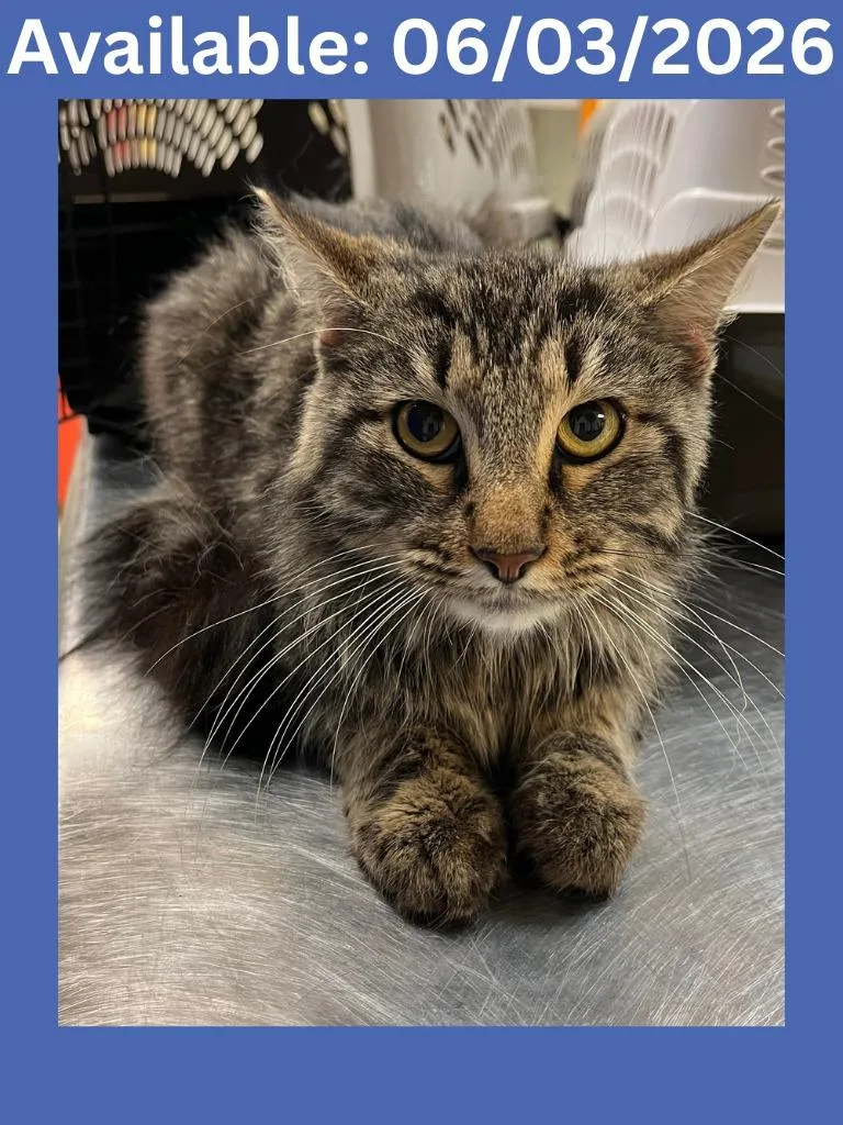 A young medium-sized male Domestic Medium Hair cat named Cat Display  Tiger for adoption in Greenville, TX