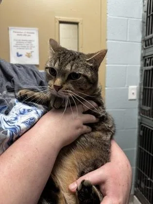 A baby small-sized male Domestic Short Hair cat named Milo Orin for adoption in Fishers, IN
