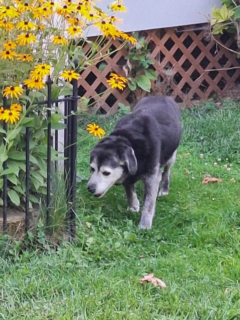 Mia Courtesy Listing