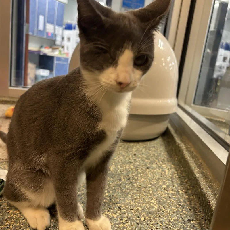 A baby medium-sized male Gray & White Domestic Short Hair cat named Parrot for adoption in Charleston, SC
