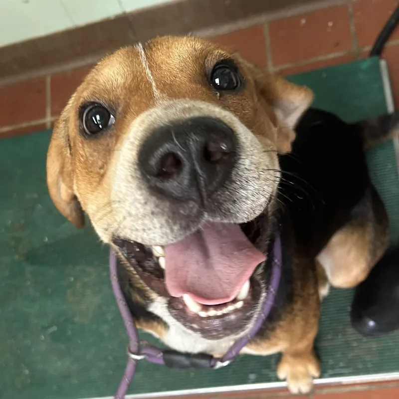 A young medium-sized male Brown / Chocolate Hound dog named Walker for adoption in West Point, MS