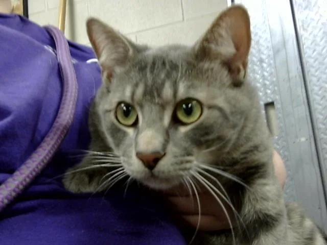 A young large-sized male Domestic Short Hair cat named A for adoption in Pasadena, TX