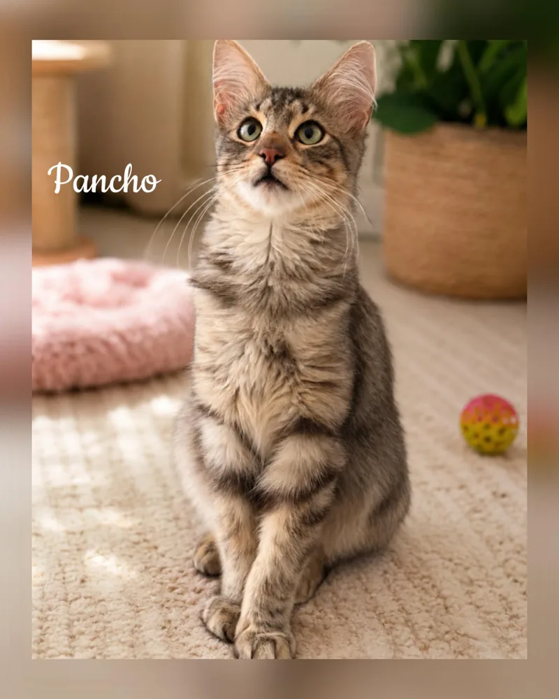 A young medium-sized male Tabby (Brown / Chocolate) Tabby cat named Pancho for adoption in Fort Worth, TX
