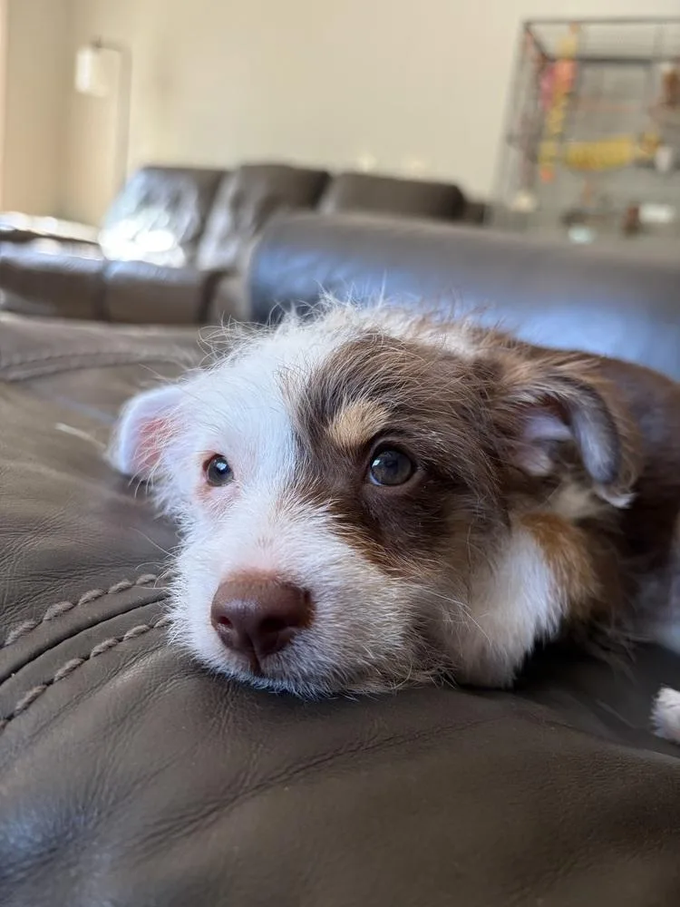 A baby small-sized male Australian Terrier dog named Max Velocity for adoption in Waunakee, WI