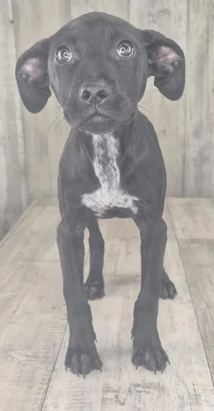 An adult small-sized female Terrier dog named Licorice for adoption in Shreveport, LA