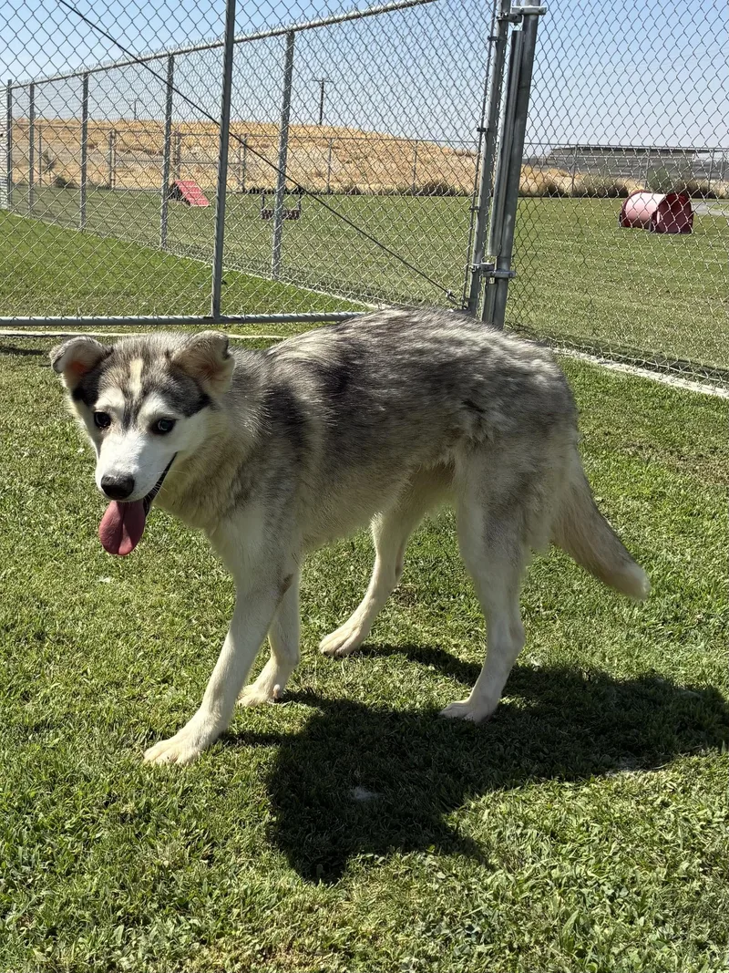 An adult medium-sized female Black Husky dog named Shea for adoption in Delano, CA