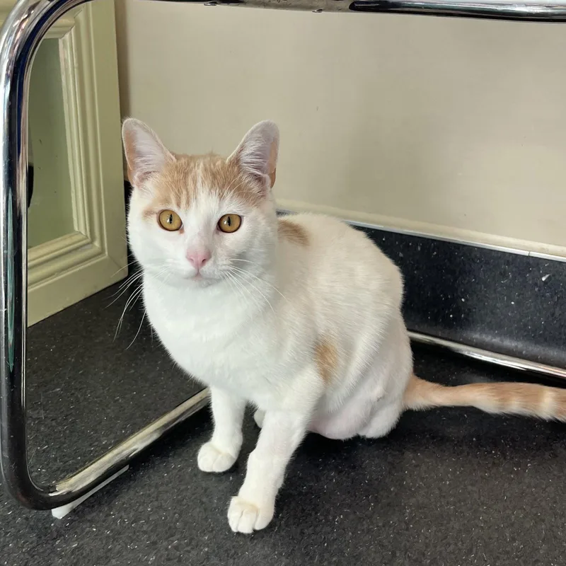 An adult medium-sized male Orange & White Domestic Short Hair cat named Ezekiel for adoption in Burlingame, CA