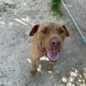 A senior large-sized male Yellow / Tan / Blond / Fawn American Staffordshire Terrier dog named Sid for adoption in Long Island City, NY