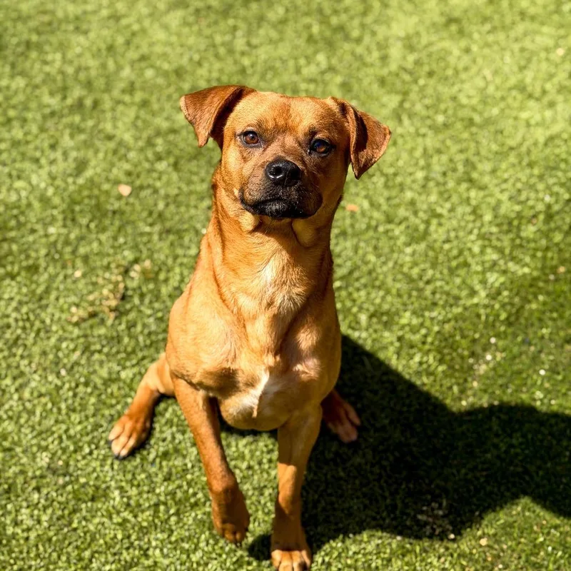 A young small-sized male Brown / Chocolate Boxer dog named Rob for adoption in Gainesville, GA