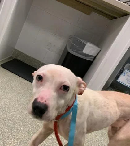An adult medium-sized female Pit Bull Terrier dog named Zurk for adoption in Washington, DC