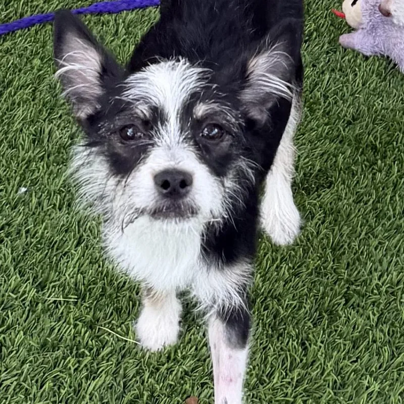 A young small-sized female Black Terrier dog named Liberty for adoption in Las Vegas, NV