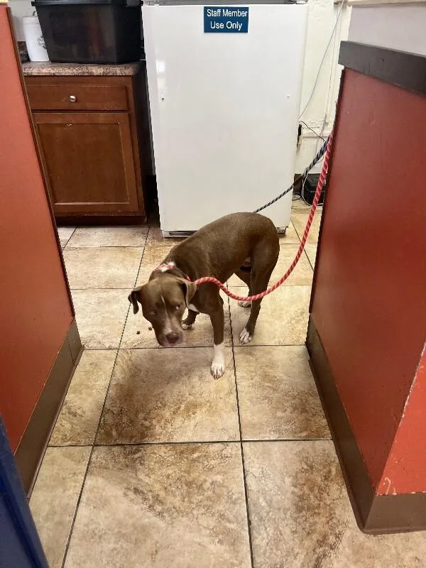 An adult large-sized female Yellow / Tan / Blond / Fawn Mixed Breed dog named Miss Rachel for adoption in Cincinnati, OH