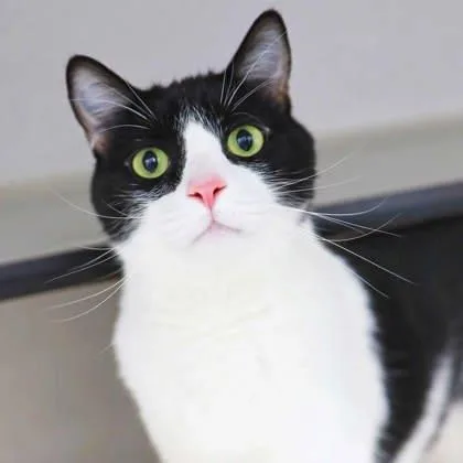 An adult small-sized male White Domestic Short Hair cat named Jophiel for adoption in Atlanta, GA