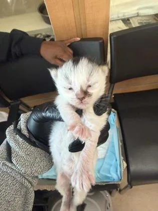 A baby small-sized female Domestic Medium Hair cat named Patisserie for adoption in Chamblee, GA