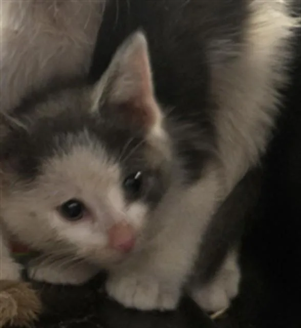 A baby small-sized male Domestic Short Hair cat named Bear for adoption in Casper, WY