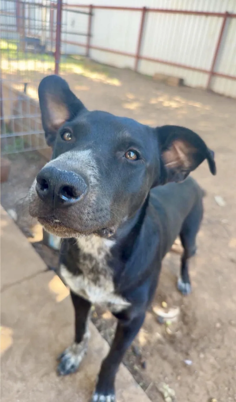 A baby medium-sized male Australian Cattle Dog / Blue Heeler dog named Luke for adoption in Dripping Springs, TX