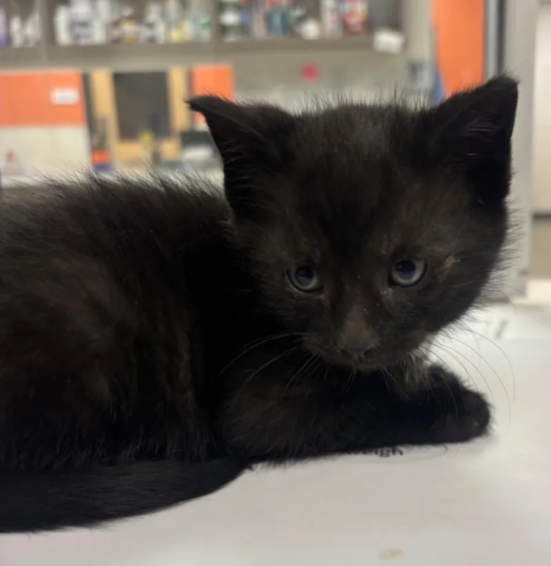 A baby small-sized male Domestic Short Hair cat named Jack for adoption in Greenfield, IN