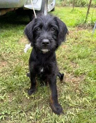 A young medium-sized male Terrier dog named Taco for adoption in Royal Palm Beach, FL